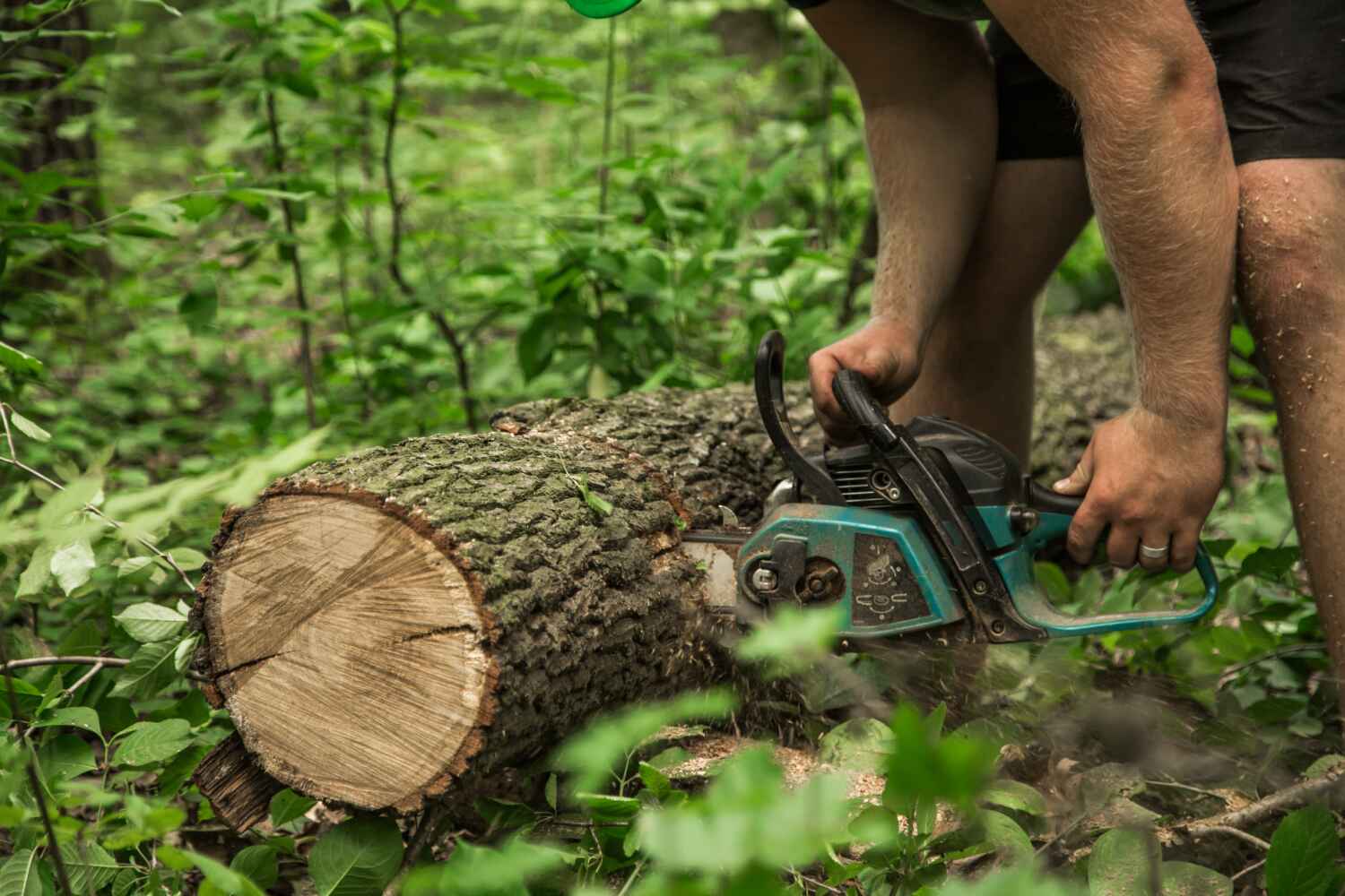 Best Tree Branch Trimming  in Dandridge, TN